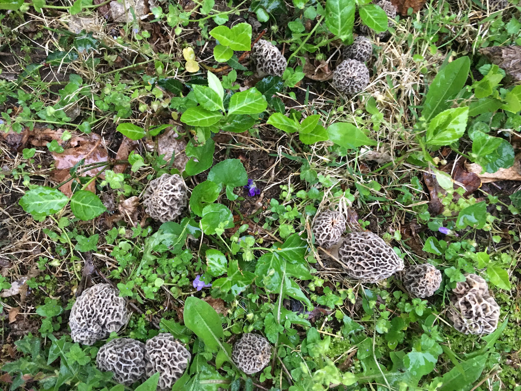 Morel Mushroom Propagation Workshop - Stay Tuned for Online Availability SPRING 2023