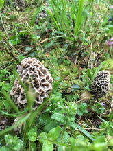 Load image into Gallery viewer, Morel Mushroom Propagation Workshop - Stay Tuned for Online Availability SPRING 2023